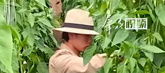 28岁短剧演员张小磊转行青海种辣椒，AI短剧冲击波显现 资讯配图